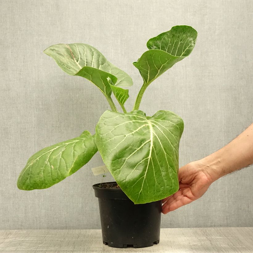 Amostra de Dendroseris litoralis Vaso de 4 L/5 L tal como entregue no verão