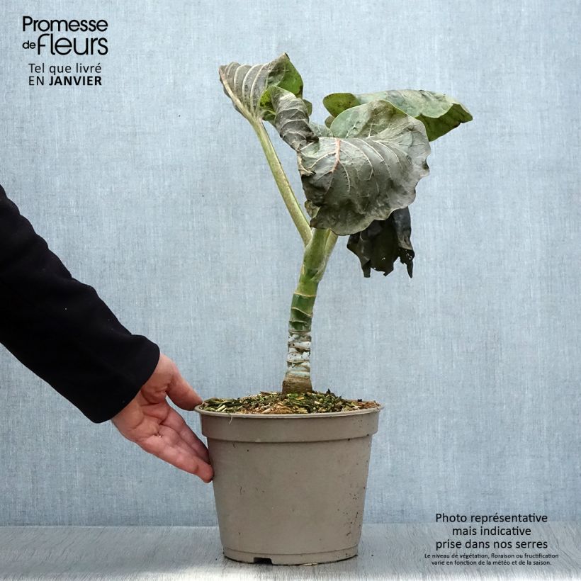 Amostra de Dendroseris litoralis (littoralis) - Arbre chou  Vaso de 4 L/5 L tal como entregue no inverno