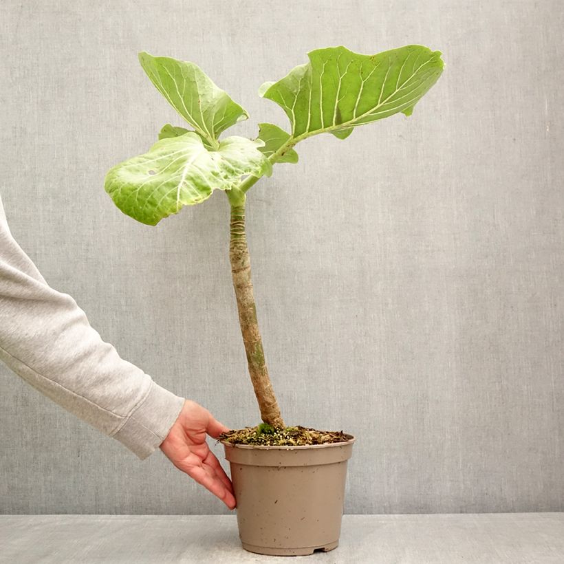 Amostra de Dendroseris litoralis Vaso de 4 L/5 L tal como entregue na primavera
