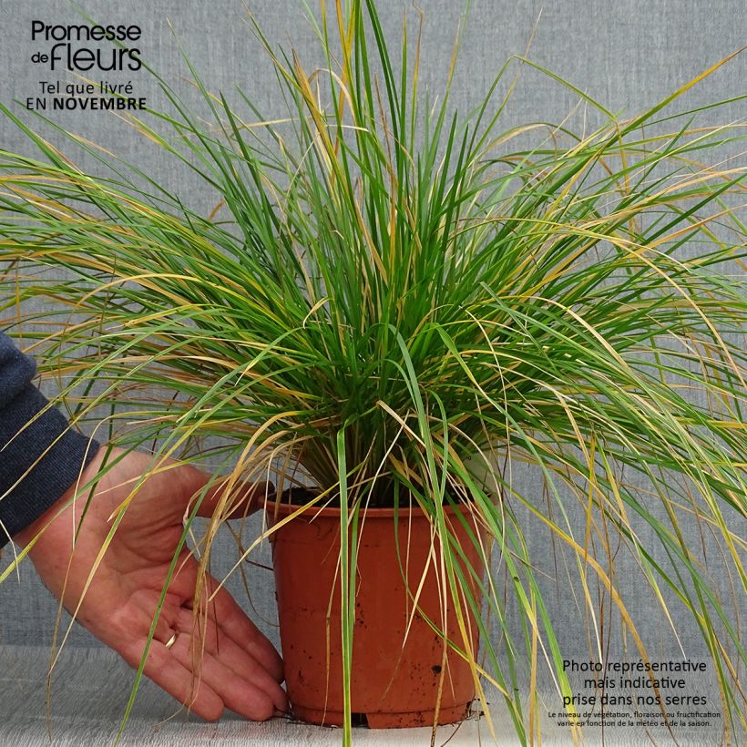 Amostra de Deschampsia caespitosa Bronzeschleier Vaso de 2 L/3 L tal como entregue no outono