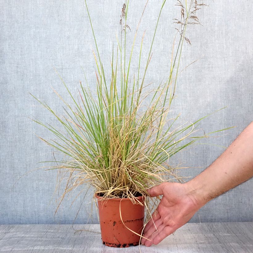 Amostra de Deschampsia caespitosa Bronzeschleier Vaso de 2 L/3 L tal como entregue no verão