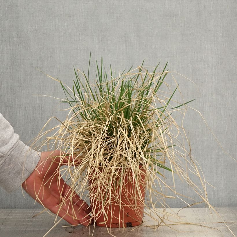 Amostra de Deschampsia caespitosa Bronzeschleier Vaso de 2 L/3 L tal como entregue na primavera