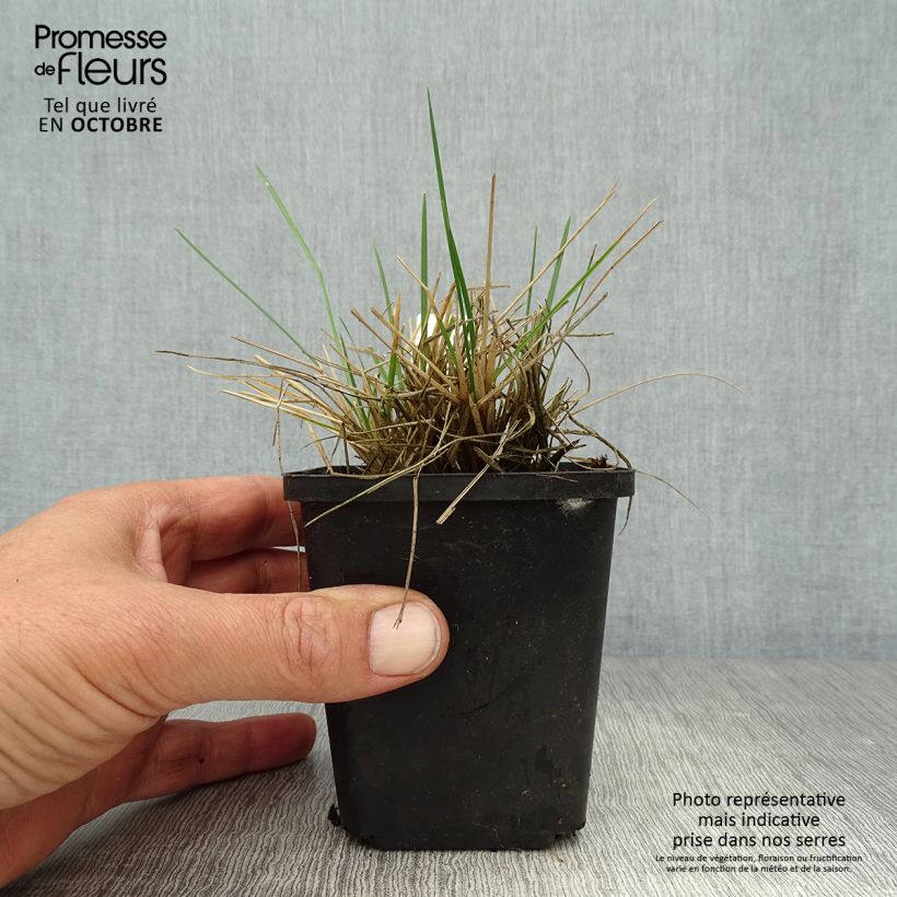 Amostra de Deschampsia caespitosa Bronzeschleier Vaso de 8/9 cm tal como entregue no outono