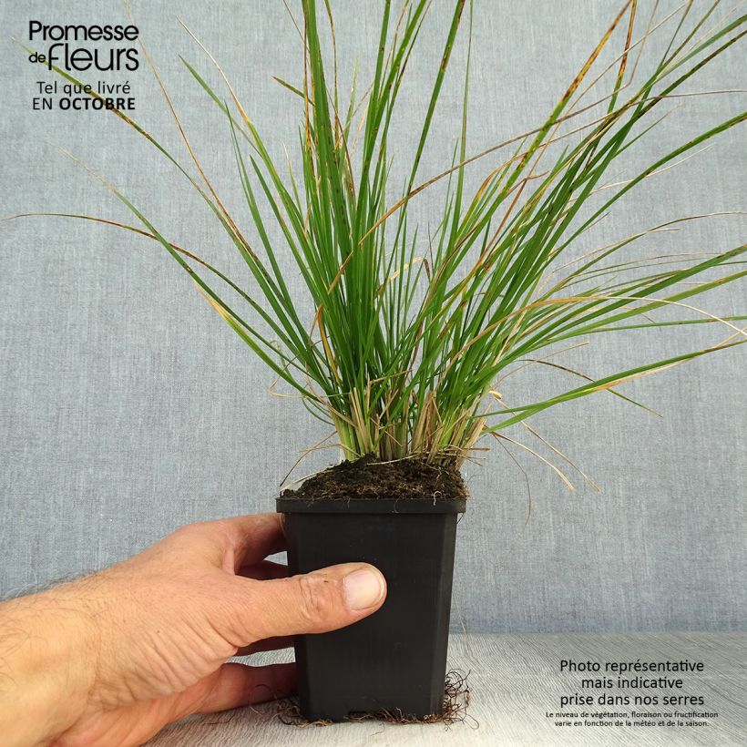 Amostra de Deschampsia caespitosa Vaso de 8/9 cm tal como entregue no outono