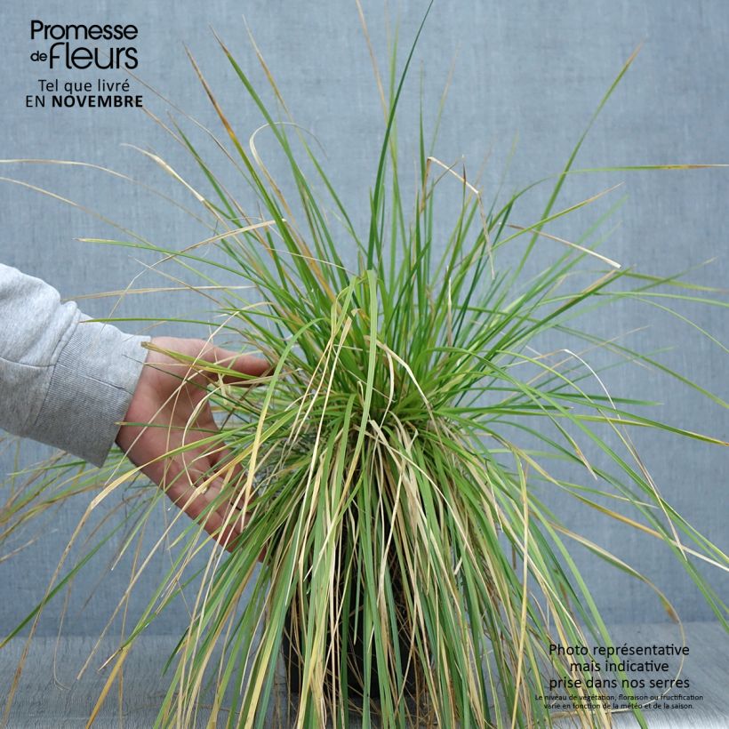 Amostra de Deschampsia caespitosa Vaso de 2 L/3 L tal como entregue no outono