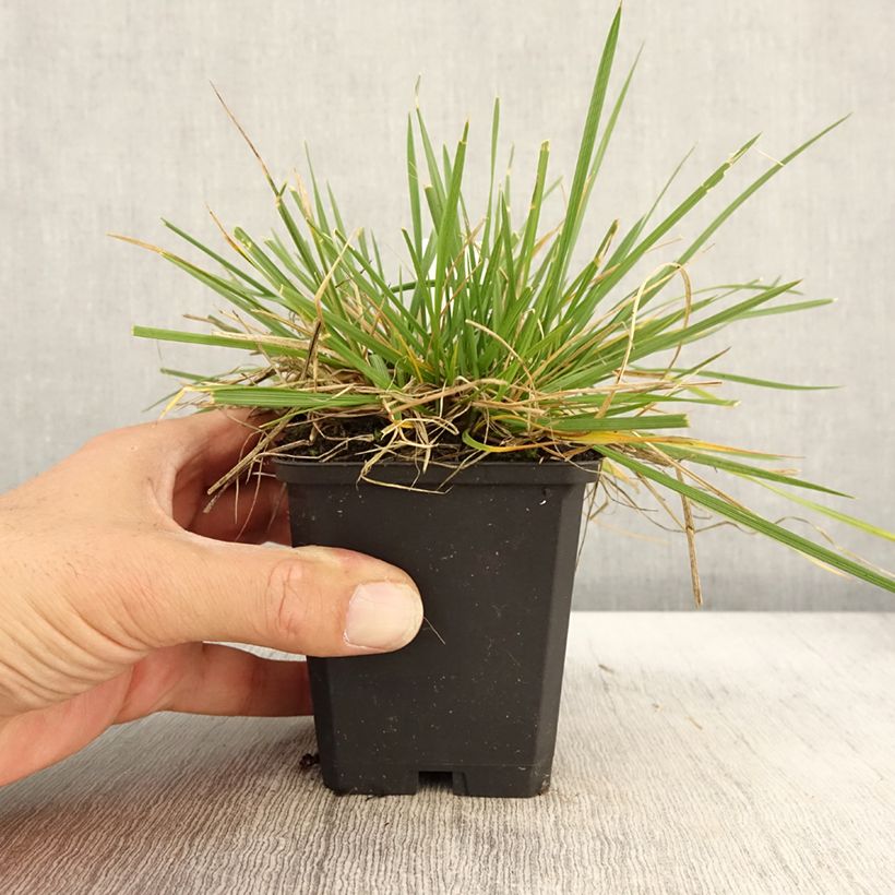 Amostra de Deschampsia caespitosa Goldschleier Vaso de 8/9 cm tal como entregue no outono