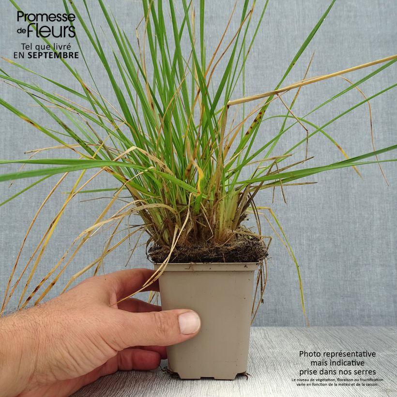 Amostra de Deschampsia caespitosa Goldschleier Vaso de 8/9 cm tal como entregue no verão