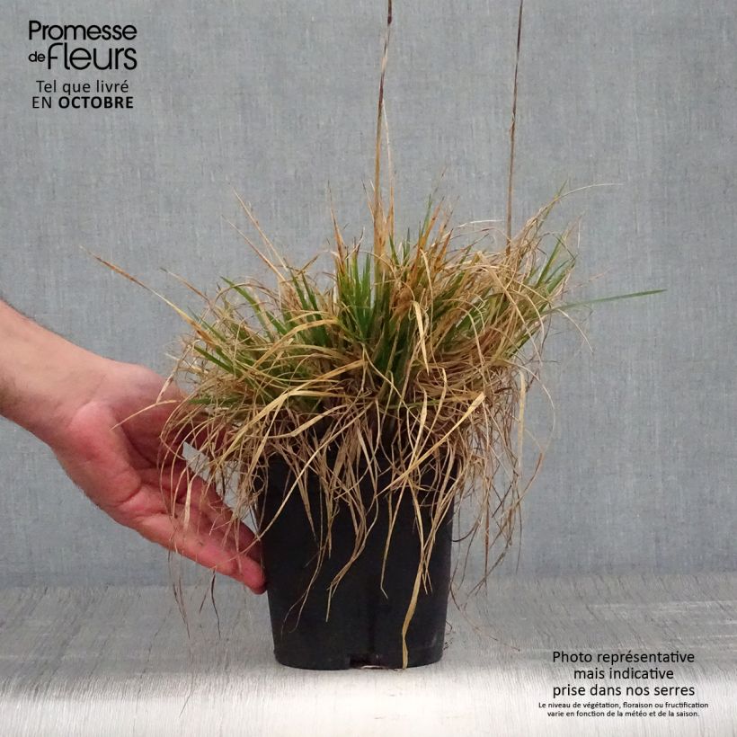 Amostra de Deschampsia caespitosa Goldschleier Vaso de 1,5 L/2 L tal como entregue no outono