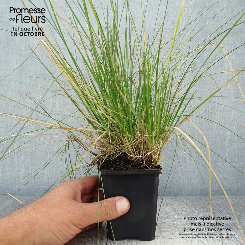 Amostra de Deschampsia caespitosa Goldtau Vaso de 8/9 cm tal como entregue no outono