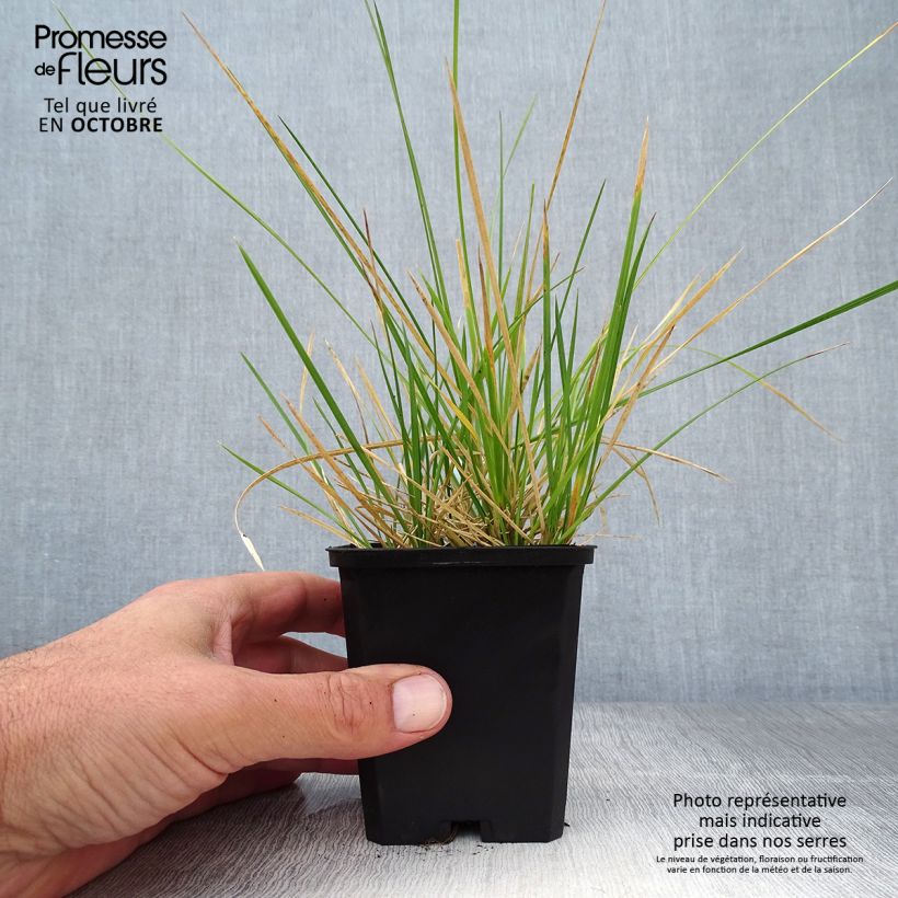 Amostra de Deschampsia caespitosa Palava Vaso de 8/9 cm tal como entregue no outono