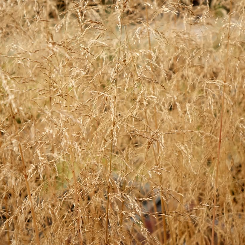 Deschampsia caespitosa Palava (Folhagem)