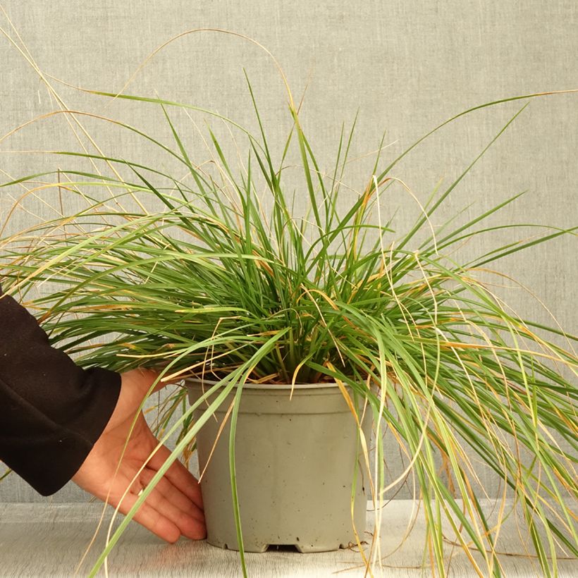 Amostra de Deschampsia caespitosa Palava Vaso de 3 L/4 L tal como entregue no outono