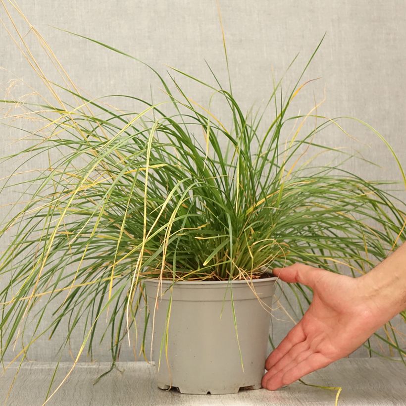 Amostra de Deschampsia caespitosa Palava Vaso de 3 L/4 L tal como entregue no verão