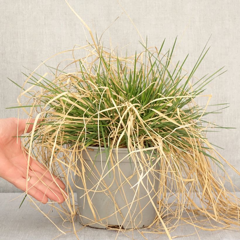 Amostra de Deschampsia caespitosa Palava Vaso de 3 L/4 L tal como entregue na primavera