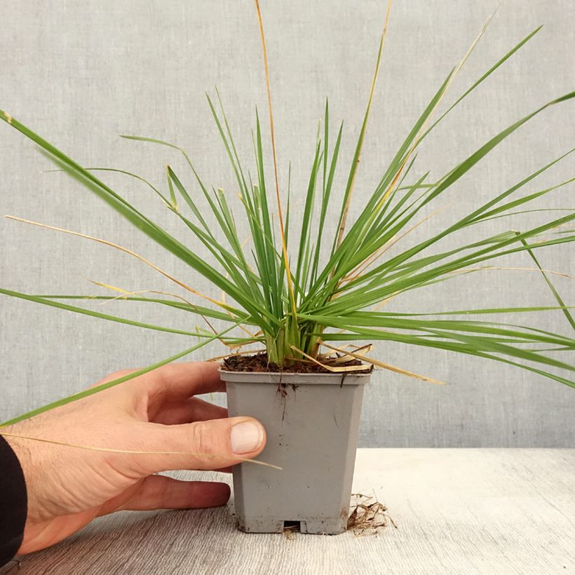 Amostra de Deschampsia caespitosa Pixie Fountain Vaso de 8/9 cm tal como entregue no outono