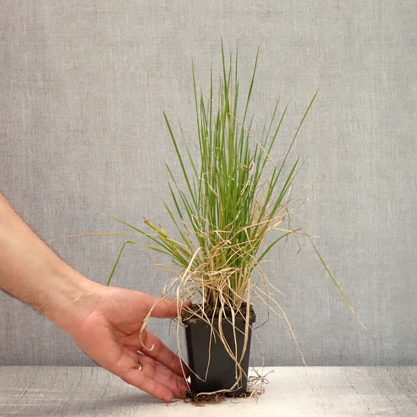 Amostra de Deschampsia caespitosa Pixie Fountain Vaso de 8/9 cm tal como entregue no verão