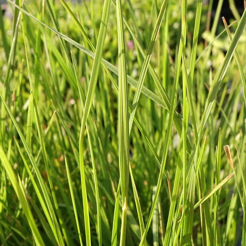Deschampsia caespitosa Pixie Fountain (Folhagem)