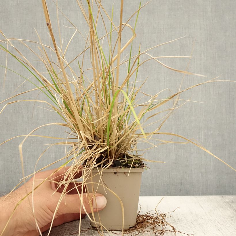 Amostra de Deschampsia caespitosa Tardiflora Vaso de 8/9 cm tal como entregue no outono