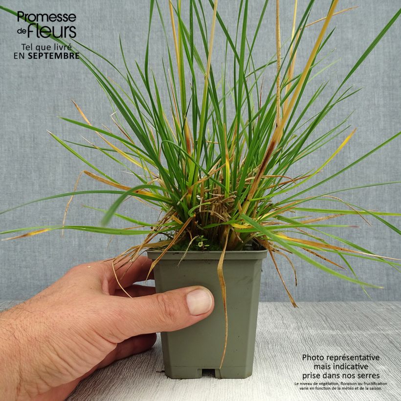 Amostra de Deschampsia caespitosa Tardiflora Vaso de 8/9 cm tal como entregue no verão