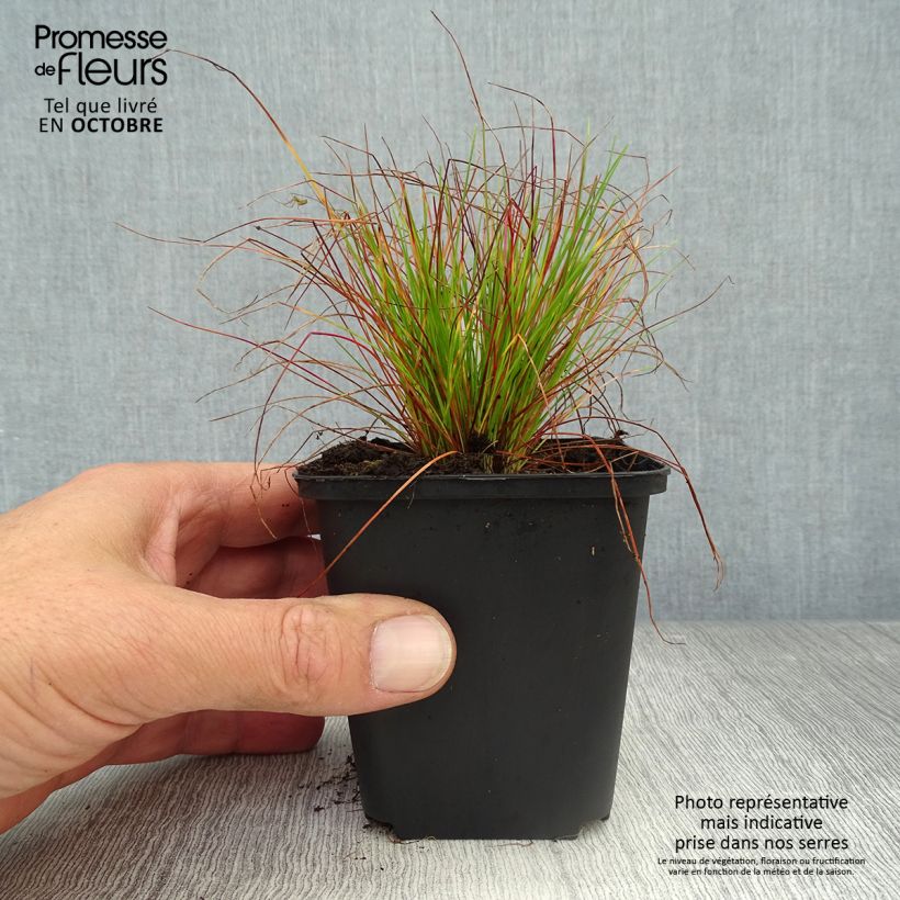 Amostra de Deschampsia flexuosa Vaso de 8/9 cm tal como entregue no outono