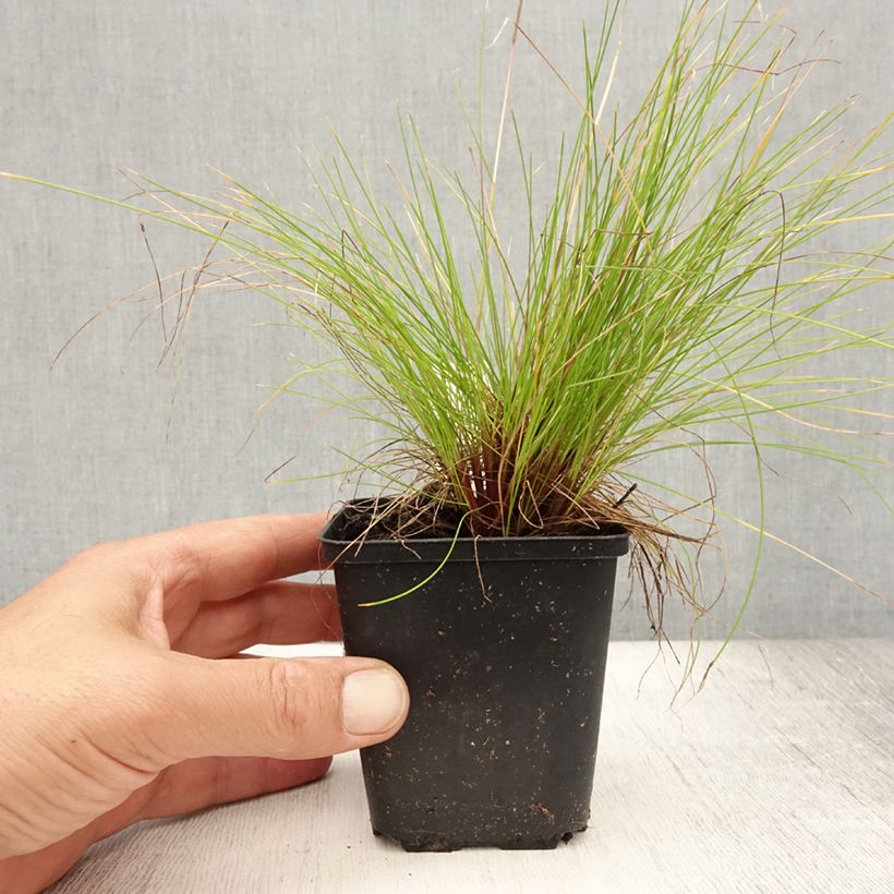 Amostra de Deschampsia flexuosa Tatra Gold Vaso de 8/9 cm tal como entregue no verão