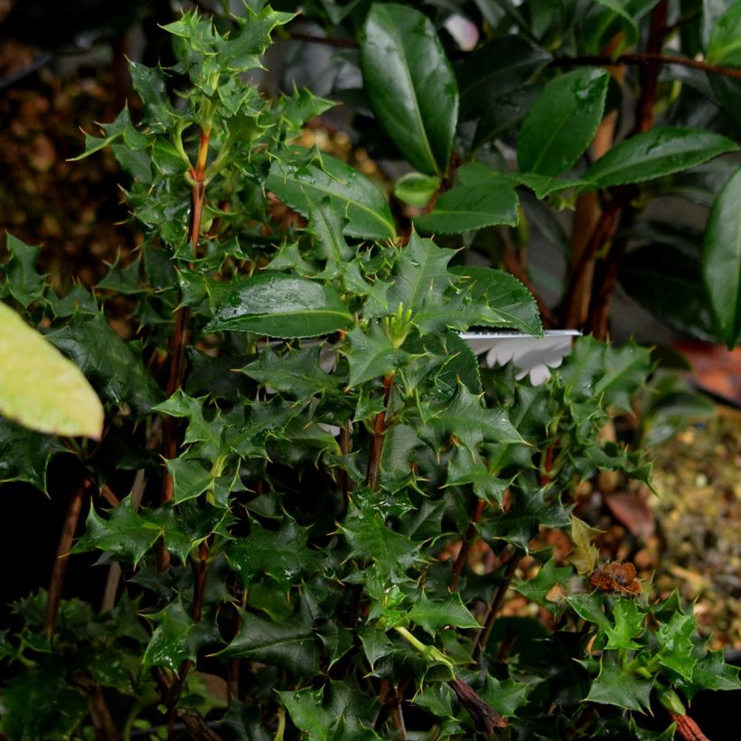 Desfontainia spinosa (Folhagem)