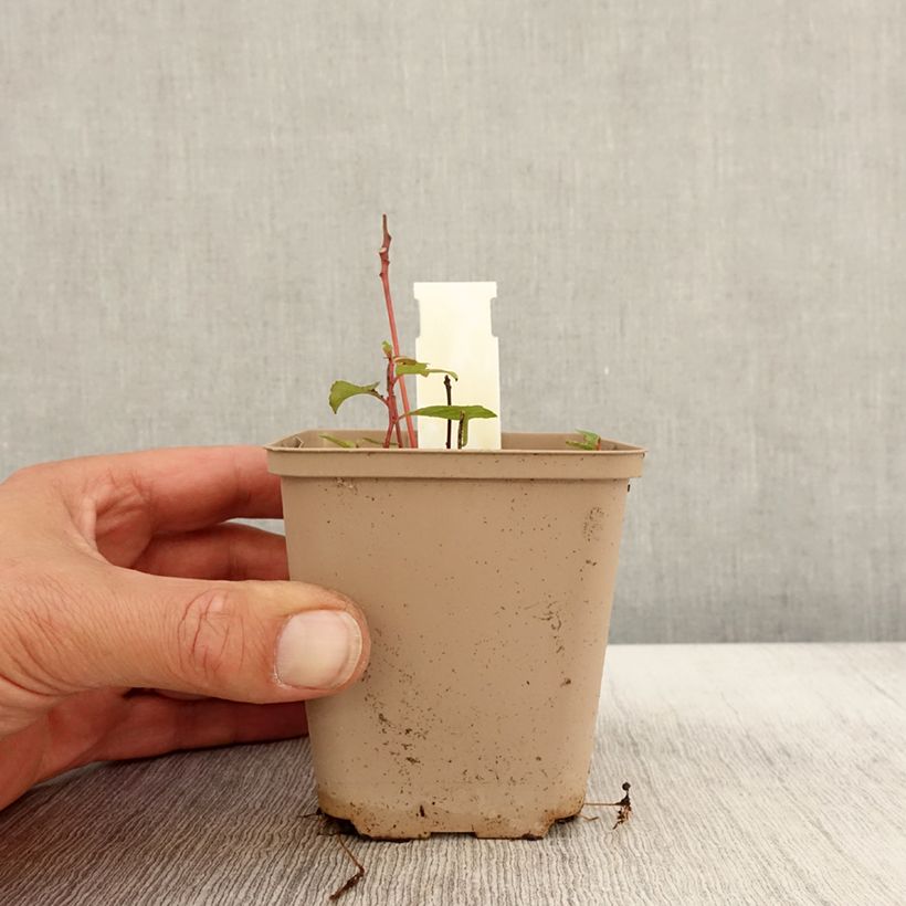 Amostra de Desmodium nudiflorum Vaso de 8/9 cm tal como entregue no outono
