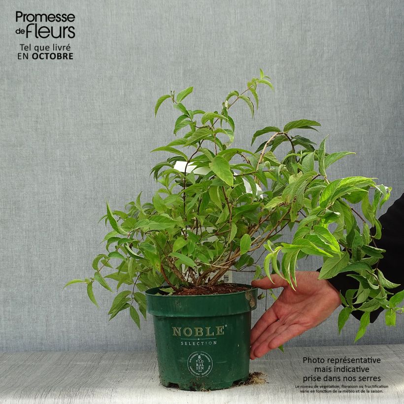 Amostra de Deutzia compacta Lavender Time Vaso de 3 L/4 L tal como entregue no outono