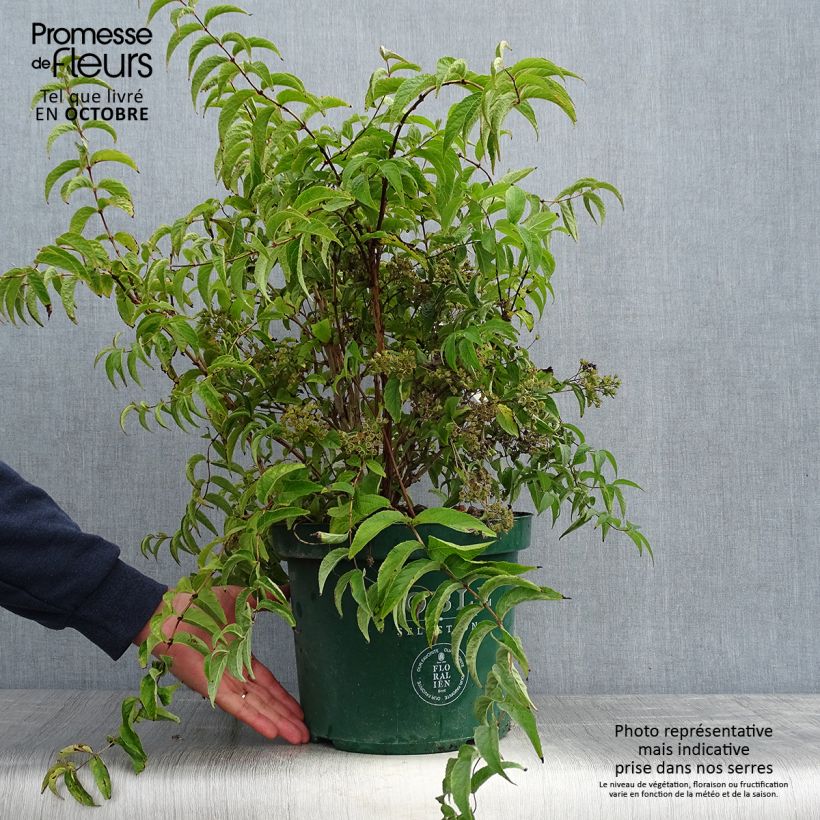 Amostra de Deutzia compacta Lavender Time Vaso de 7,5 L/10 L tal como entregue no outono