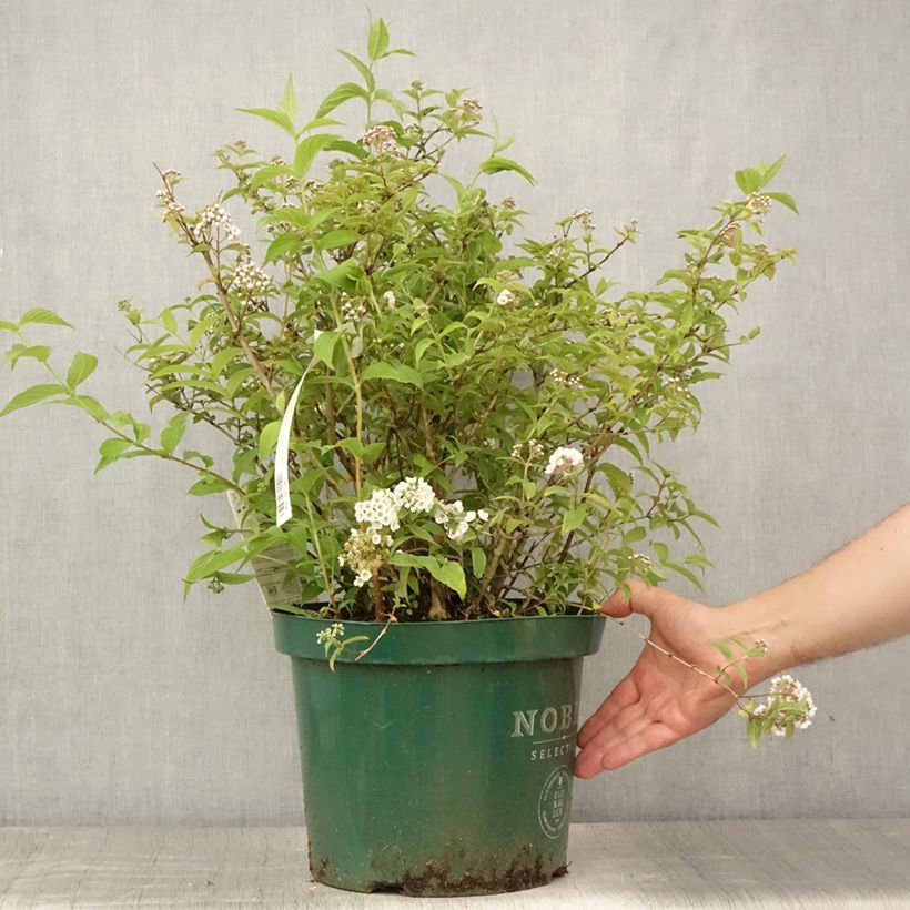 Amostra de Deutzia compacta Lavender Time Vaso de 7,5 L/10 L tal como entregue no verão