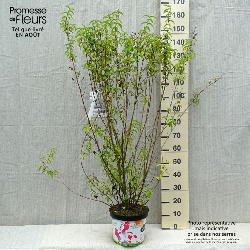 Amostra de Deutzia crenata Pride of Rochester Vaso de 7,5 L/10 L tal como entregue no verão