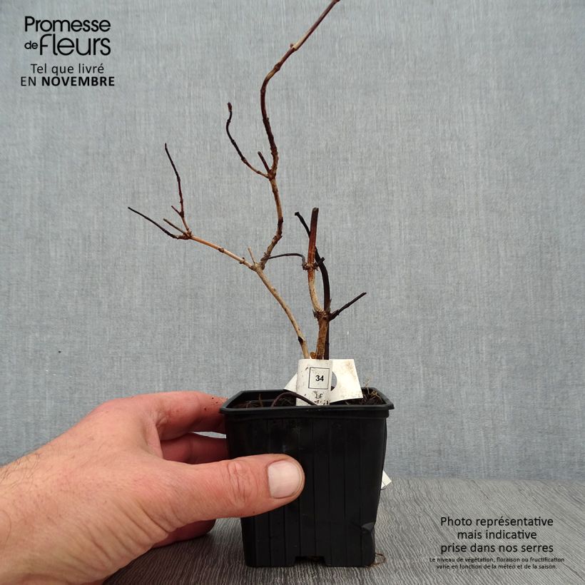 Amostra de Deutzia crenata Pride of Rochester Vaso de 8/9 cm tal como entregue no outono