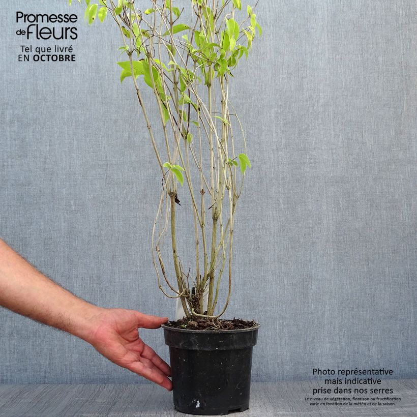 Amostra de Deutzia crenata Pride of Rochester Vaso de 2 L/3 L tal como entregue no outono