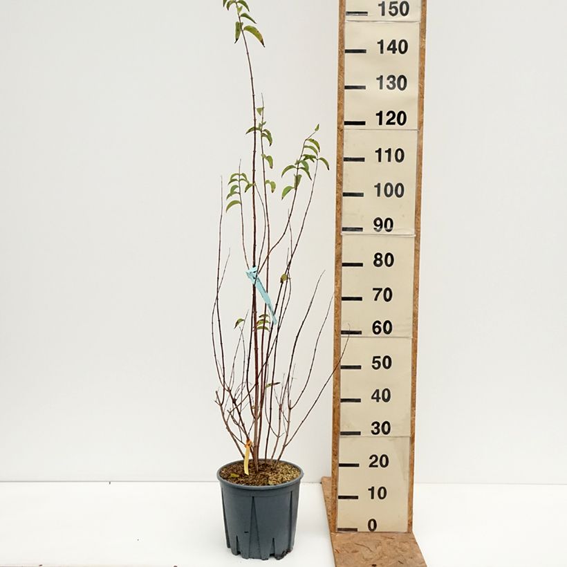 Amostra de Deutzia crenata Pride of Rochester Vaso de 7,5 L/10 L tal como entregue no outono