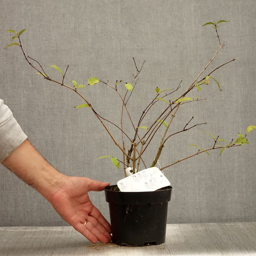 Amostra de Deutzia elegantissima Rosealind Vaso de 2 L/3 L tal como entregue no outono