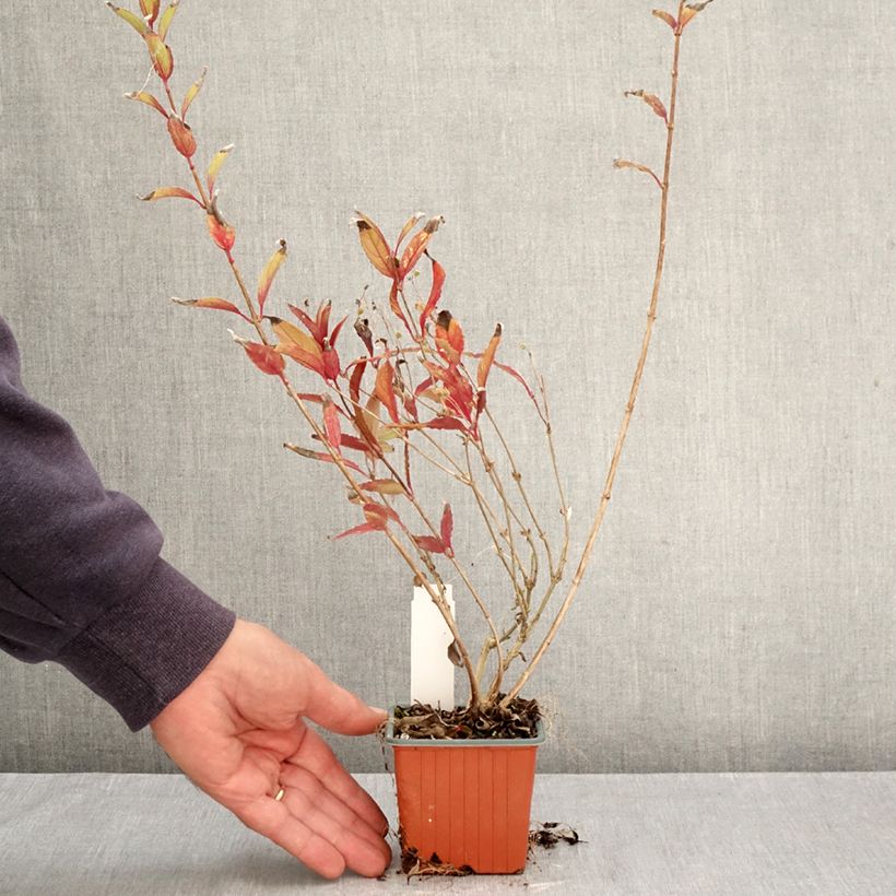 Amostra de Deutzia gracilis Vaso de 8/9 cm tal como entregue no outono