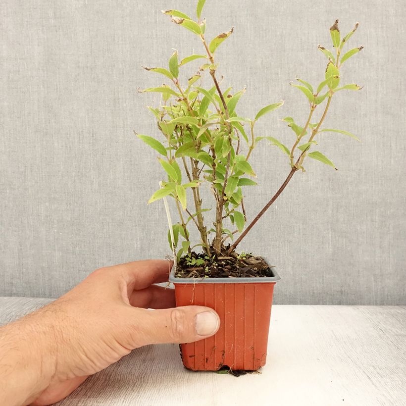 Amostra de Deutzia gracilis Vaso de 8/9 cm tal como entregue no verão