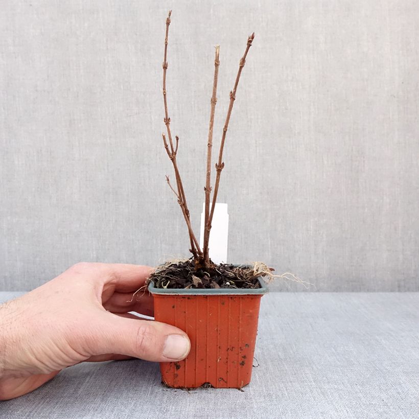 Amostra de Deutzia gracilis - Deutzie Vaso de 8/9 cm tal como entregue no inverno