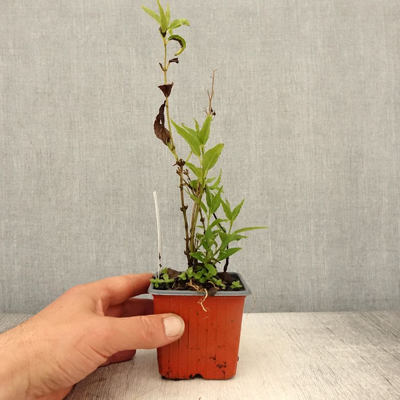 Amostra de Deutzia gracilis Vaso de 8/9 cm tal como entregue na primavera