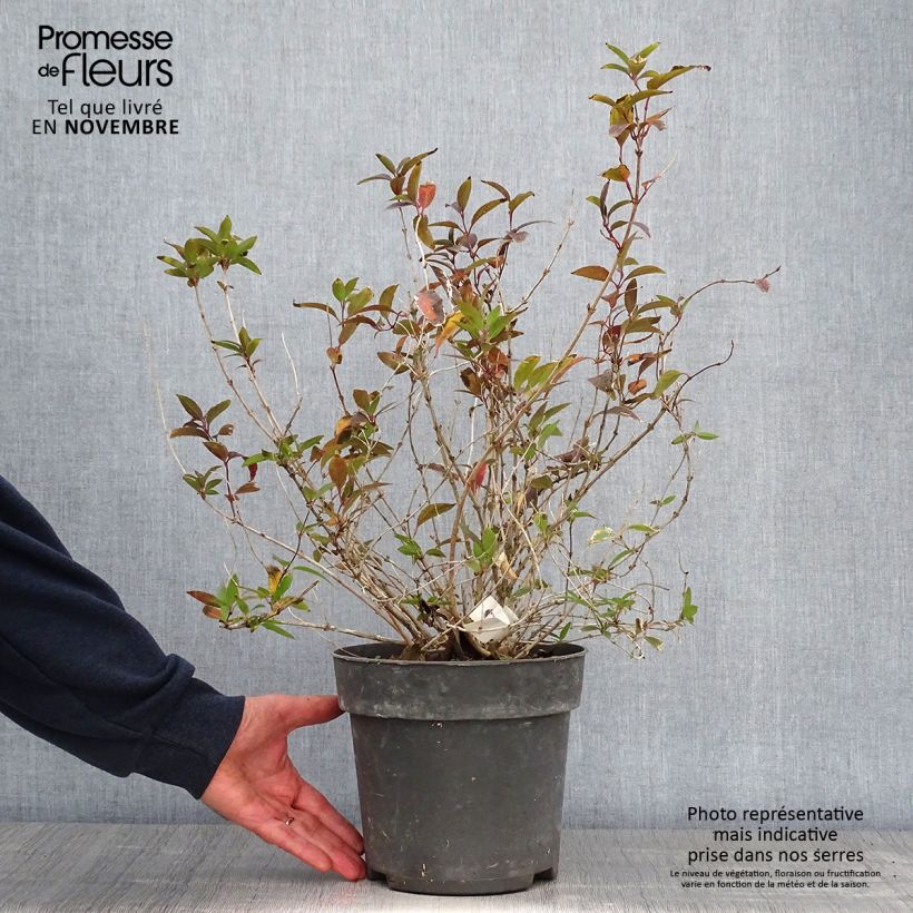 Amostra de Deutzia gracilis Vaso de 4 L/5 L tal como entregue no outono
