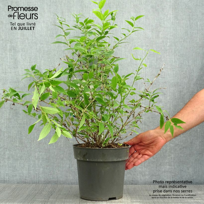Amostra de Deutzia gracilis Vaso de 4 L/5 L tal como entregue no verão