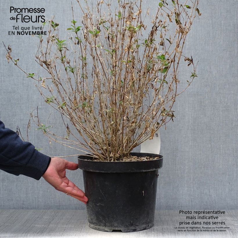 Amostra de Deutzia gracilis Nikko Vaso de 7,5 L/10 L tal como entregue no outono