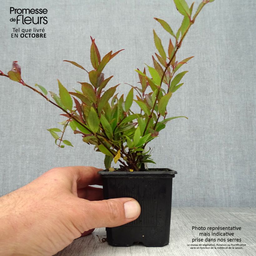 Amostra de Deutzia gracilis Nikko Vaso de 8/9 cm tal como entregue no outono