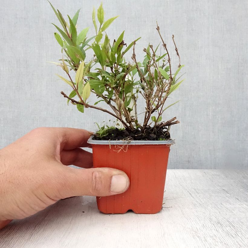 Amostra de Deutzia gracilis Nikko Vaso de 8/9 cm tal como entregue no verão