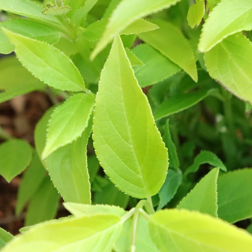 Deutzia gracilis Variegata (Folhagem)