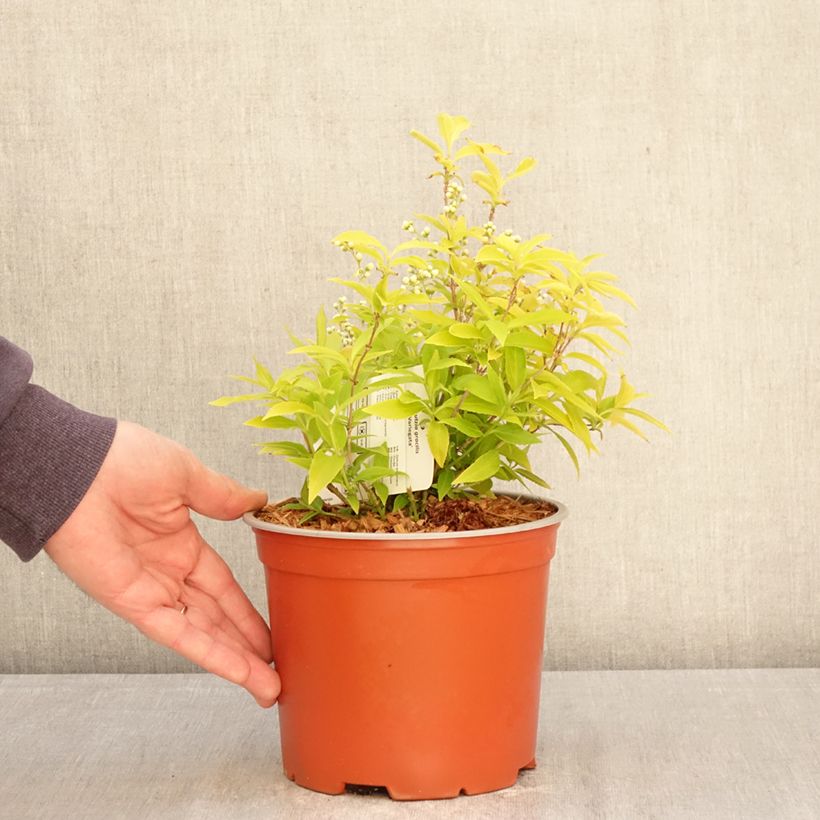 Amostra de Deutzia gracilis Variegata Vaso de 3 L/4 L tal como entregue na primavera