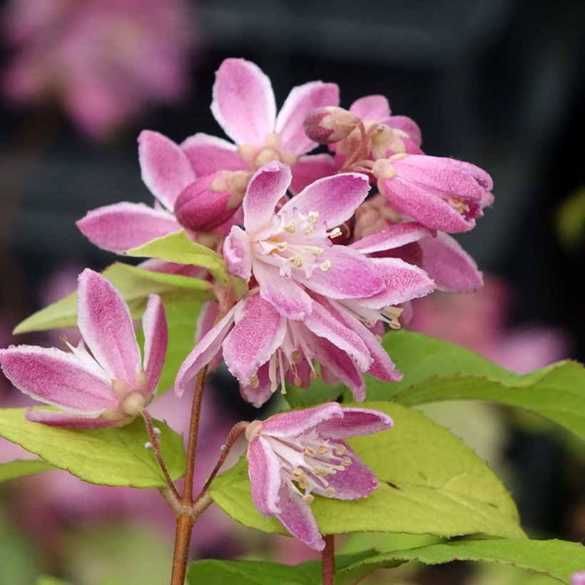 Deutzia Strawberry Fields (Floração)