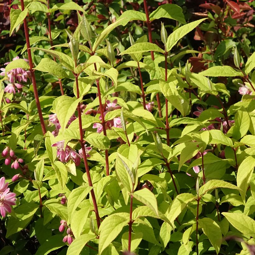 Deutzia Strawberry Fields (Hábito)