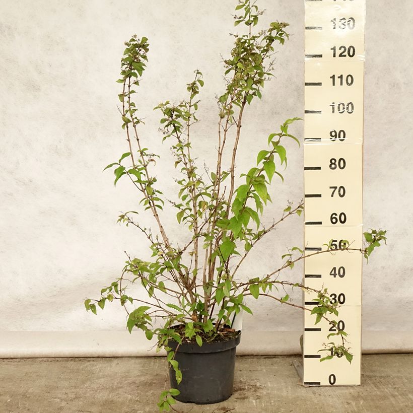 Amostra de Deutzia Mont Rose Vaso de 7,5 L/10 L tal como entregue no verão