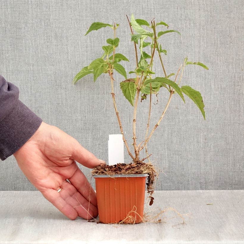 Amostra de Deutzia Mont Rose Vaso de 8/9 cm tal como entregue no outono